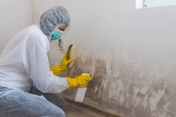 Best Health and Safety Mold Remediation in Oill, NE