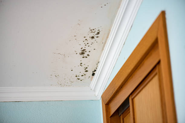Best Bathroom Mold Remediation in Oill, NE