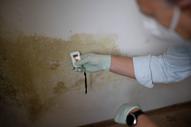 Best Insurance-Related Mold Remediation in Oill, NE