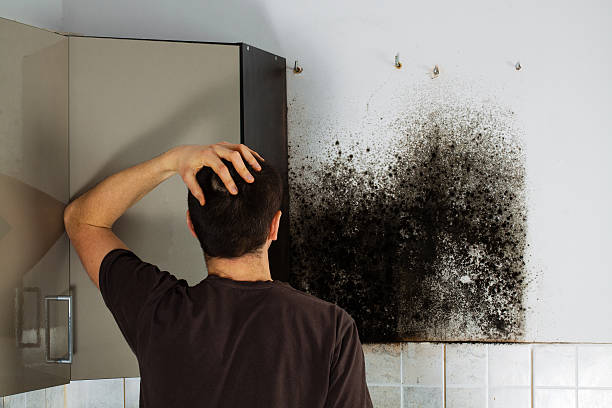 Best Attic Mold Remediation in Oill, NE