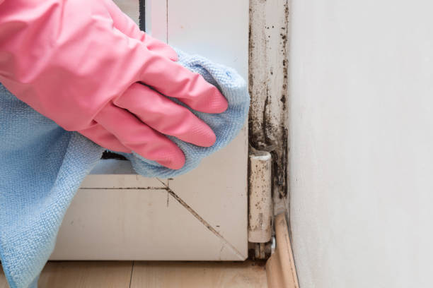 Best Black Mold Remediation in Oill, NE