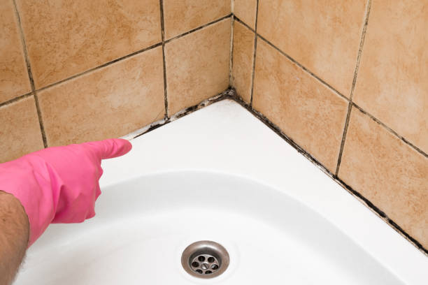 Best Localized Mold Remediation (e.g., coastal areas, humid climates) in Oill, NE
