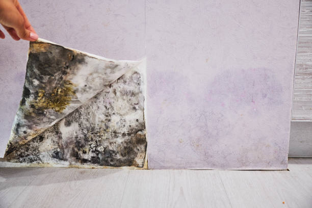 Best Mold Remediation for Schools in Oill, NE